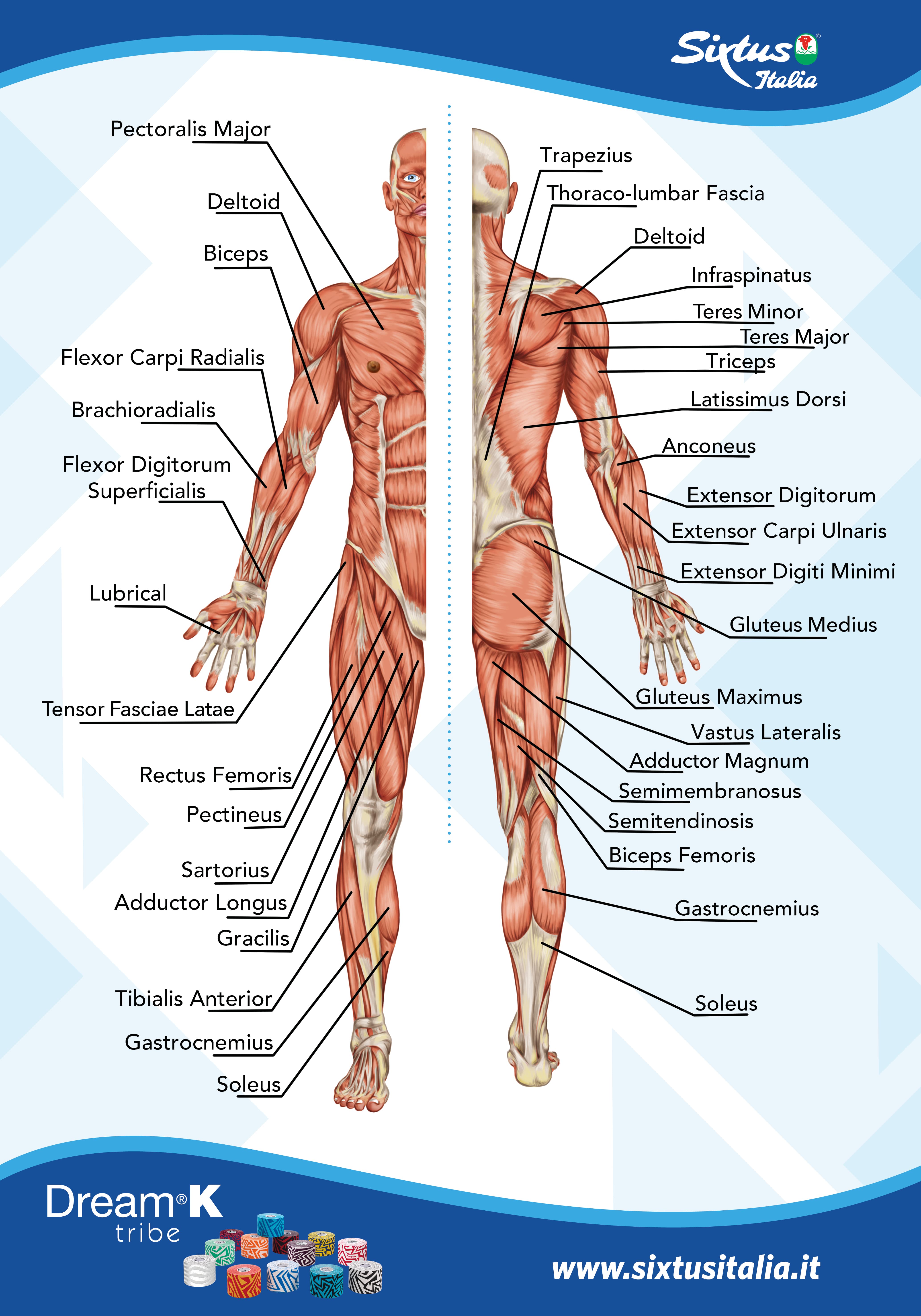 Poster Di Anatomia Umana - Resi Gratuiti Entro 90 Giorni - Temu Switzerland